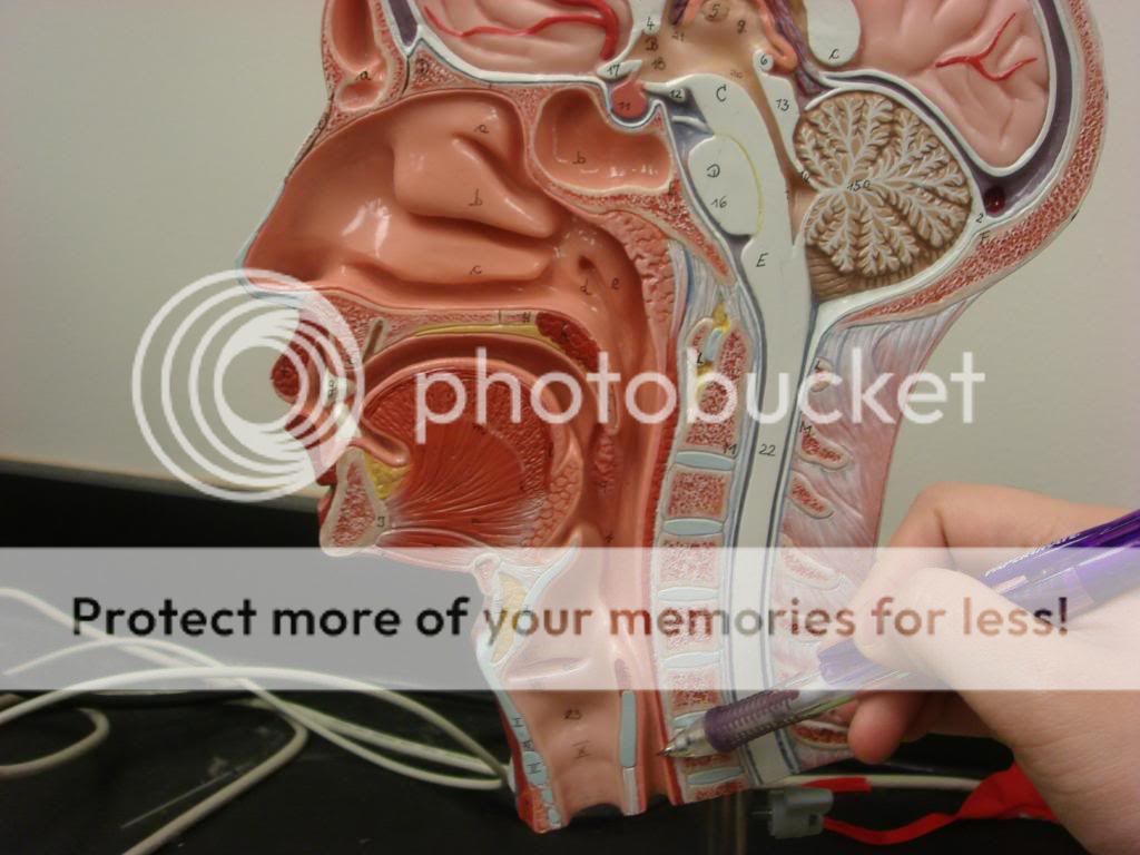esophagus.jpg Photo by jtaf08 | Photobucket